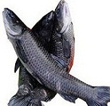 洪湖特產(chǎn)洪湖水鄉(xiāng)青魚500g