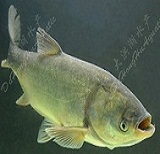 洪湖鰱魚500g