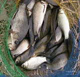 洪湖鯽魚500g