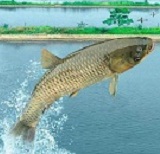 洪湖草魚500g